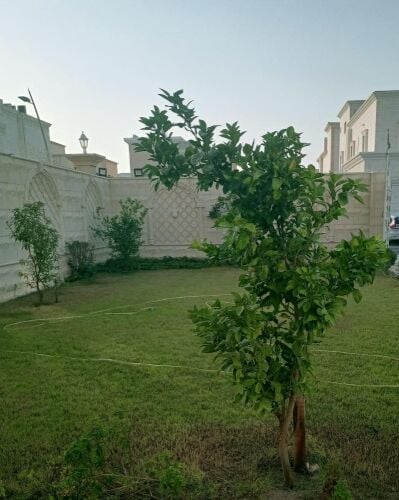 yaghi albaloshi