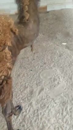 للبيع قعود 