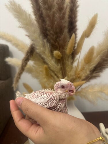 Albino Cockatiel Chicks