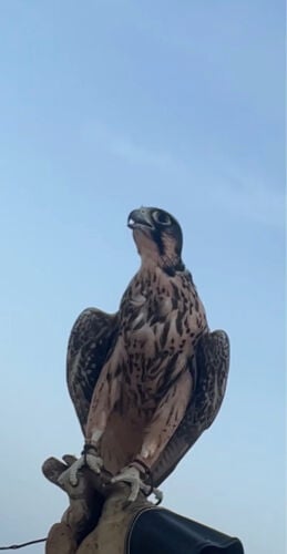وكري 