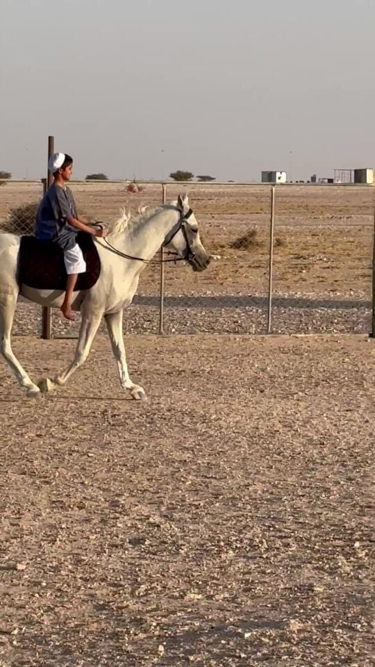 حصان عربي