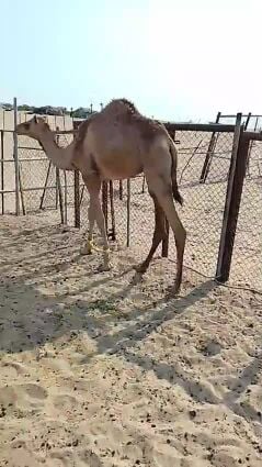 قعود سمين  موقعه النخش 