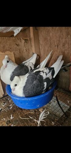 Healthy Bint ul Balad pair for sale