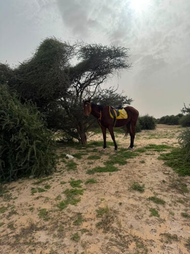 خيل انقليز خصي مناسب لصغار ولكبار