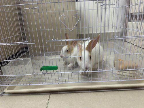 Rabbit White pair with Cage