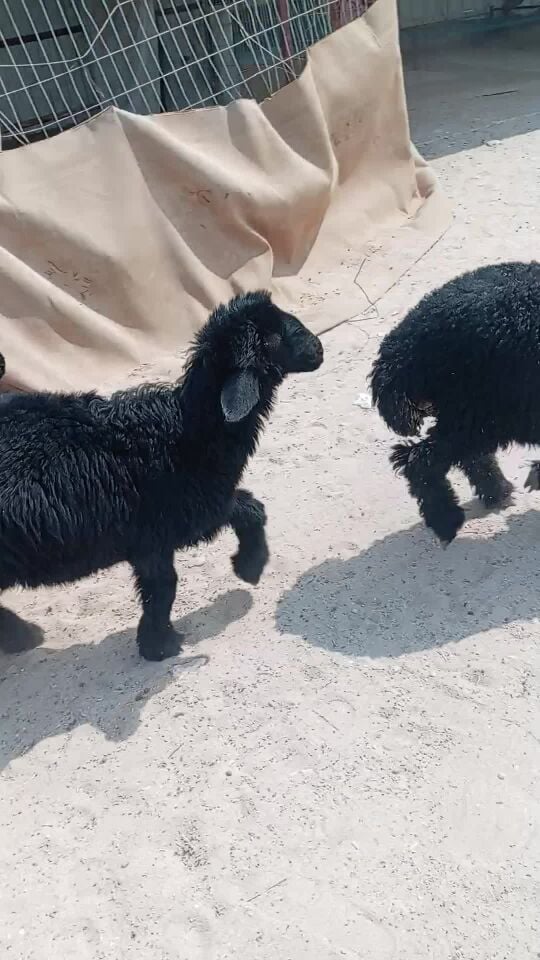 خرفان