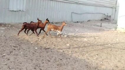 للبيع جمدت عمانيه طيبه