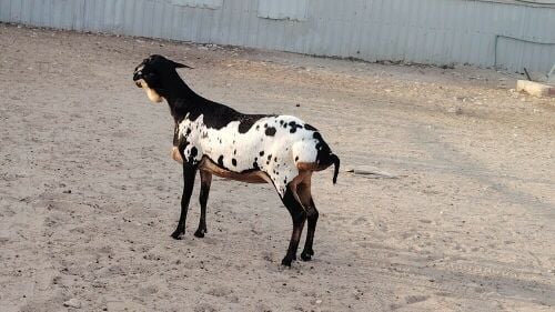 للبيع شاه بربري طيبه