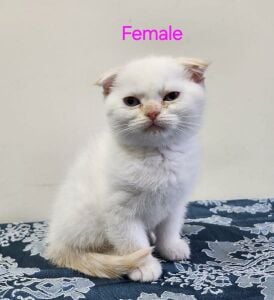 Scottish Fold Kitten