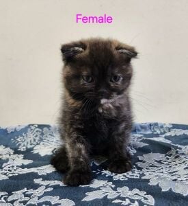 Scottish Fold Kitten