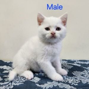 Scottish Straight Kitten