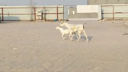 عمانيه برصا ماصله تحتها جمده