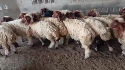 للبيع رخال بلديه