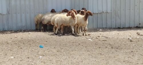 مطلوب غنام سوريه