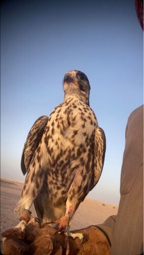 علومه وتساب 