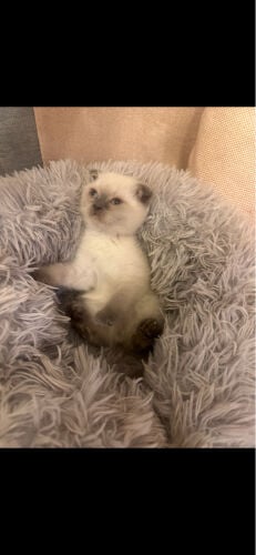 5 Himalayan Scottish Fold kittens