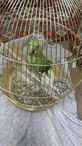 parrot 