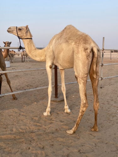 بنت العديد ام الزبار