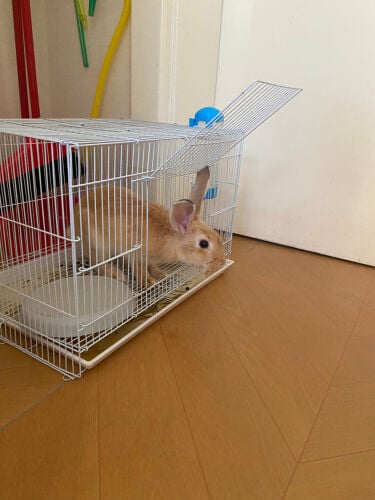 Rabbit for sale 