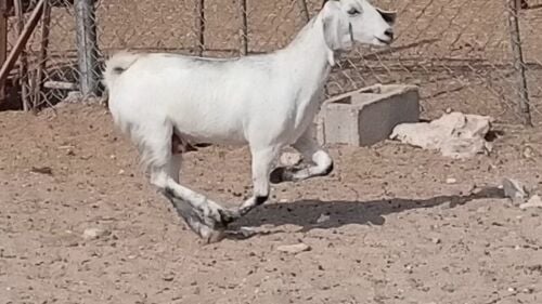 للبيع عنز عمانيه مهجنه