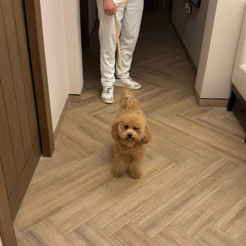 Toy Poodle Urgent Sale