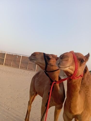 عبدالرحمن يوسف