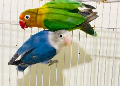 African Love birds pair = Qr250