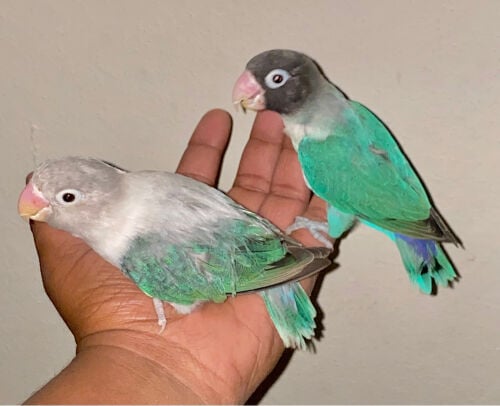 African Love birds pair = Qr250