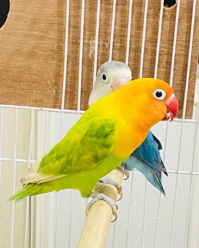 African Love birds pair = Qr250