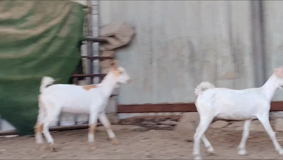 للبيع جمدات عمانيات طيبه