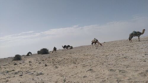 ابحث عن عمل