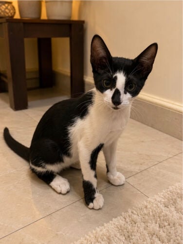 ‏kitten