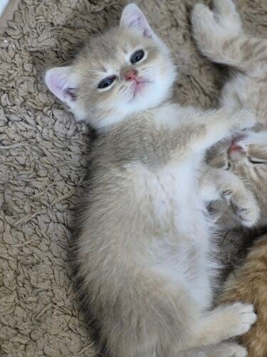 British Shorthair