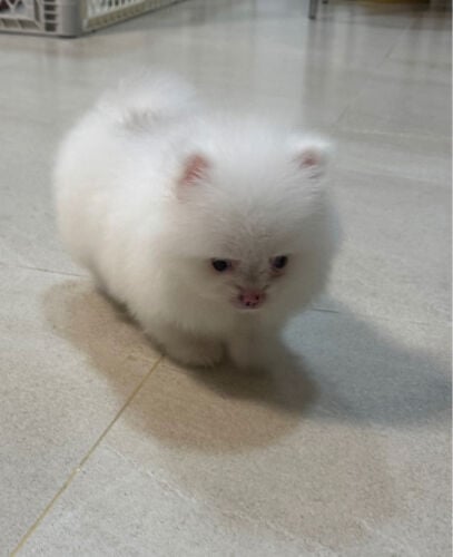 quality mini pomeranian