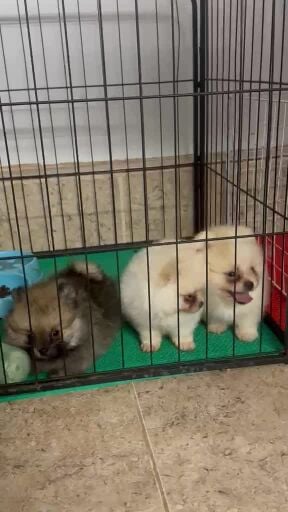 mini Pomeranian pure