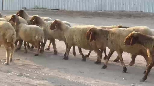 للبيع غنم سوريه طيبه 