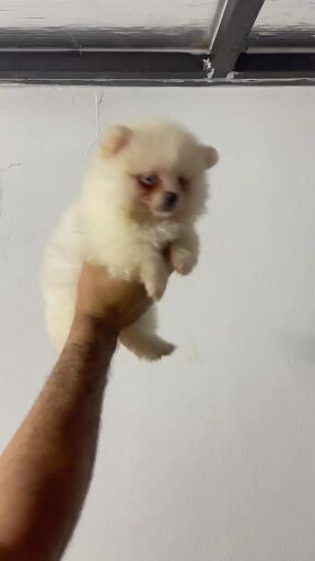 mini pomeranian 