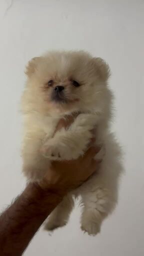  top quality Pomeranian 