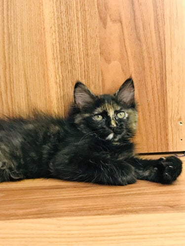 Maincoon mix breed 