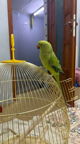 parrot 