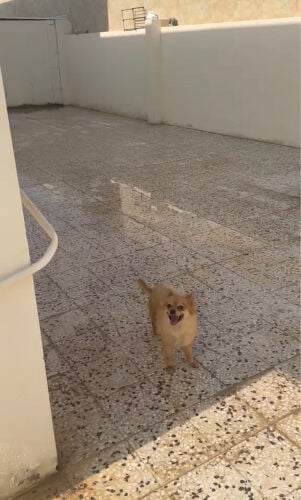 Pomeranian mix 