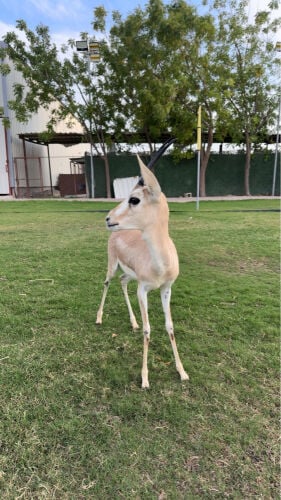 غزال الريم نثيه للبيع تلعب 