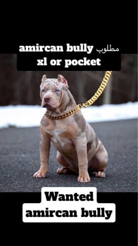 I want amircan bully for sale 