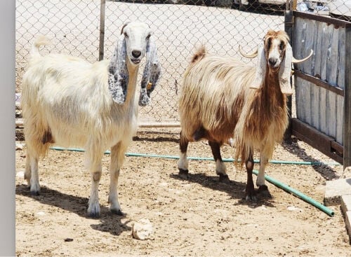 مطلوب معزا