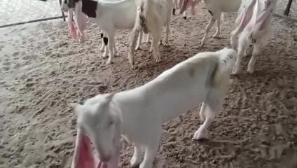 تيوس ذبايح 