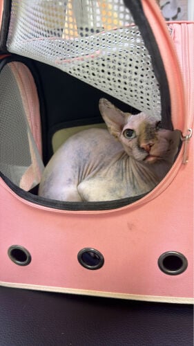 Sphynx Male