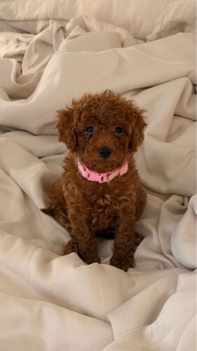 red toy poodle puppies available