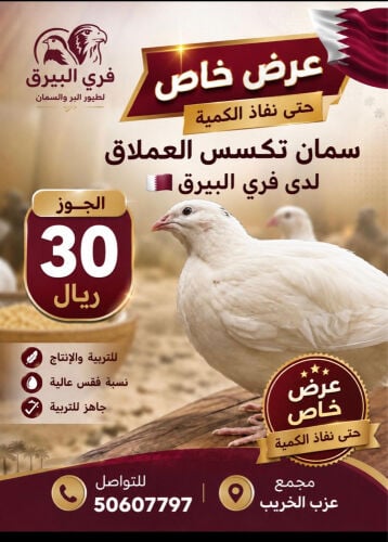 سمان التكسس
