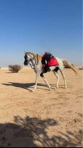 حصان عربي 