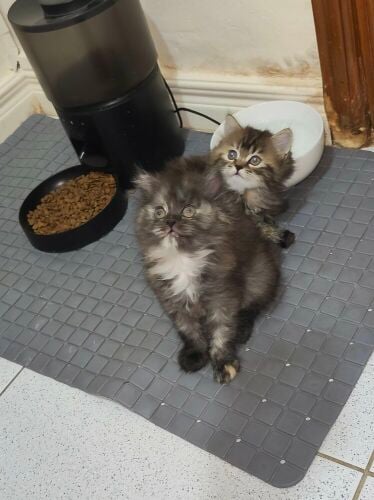Persian kittens